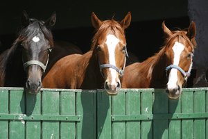 Equine studies