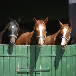 Equine Studies